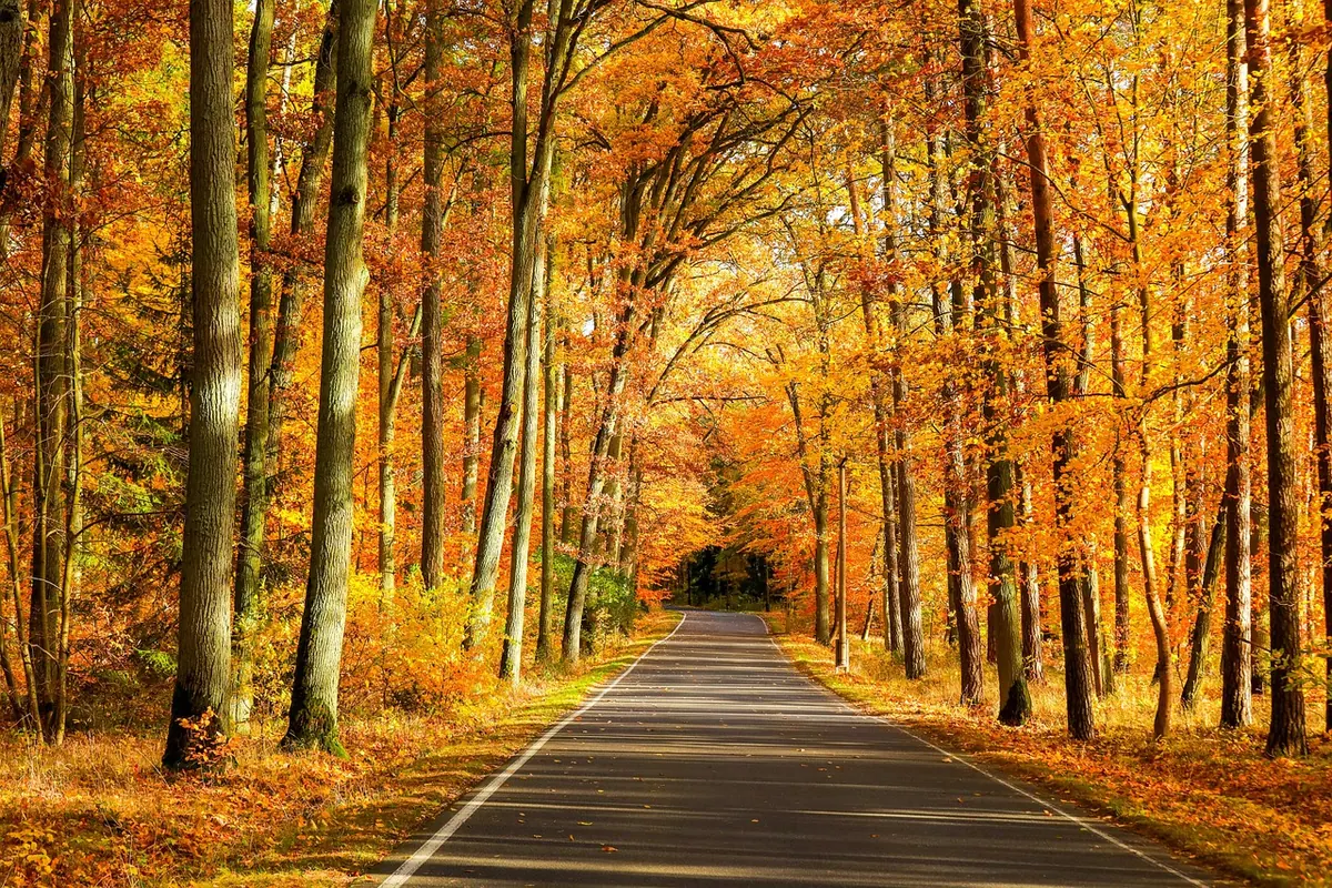 Estate Woodland Management for Beginners: Coppicing, Deadwood, and Wildlife Habitat